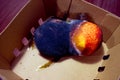 Two spoilt nectarine fruits with black and white mold. Close-up. In a catron box