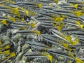 Two Spot Banded Snapper with Bright Yellow Tails Close Up over Coral Reef Royalty Free Stock Photo