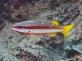 Two-spot Banded Snapper Lutjanus biguttatus Royalty Free Stock Photo