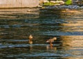 Two spot-billed ducks standing n river Royalty Free Stock Photo