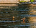 Two spot-billed ducks standing n river Royalty Free Stock Photo