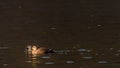 Two spot-billed ducks swimming in river Royalty Free Stock Photo