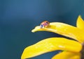 A two spot ladybird ladybug resting on the edge of a yellow gallardia flower