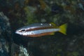 Two-spot Snapper Lutjanus biguttatus