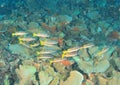 Two-spot snappers above Elephant ear sponges