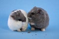 Two Spotted Blue Dwarf Hamsters