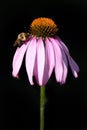 Two-spotted Bumble Bee on Purple Coneflower Royalty Free Stock Photo