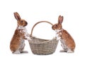 Two spotted bunny is standing near an Easter basket isolated on a white