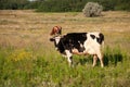 Two spotted cows Royalty Free Stock Photo