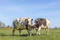 Two cows playfully cuddling each other, cows with a strap around the muzzle Royalty Free Stock Photo