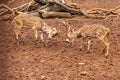 two male spotted deers or chital fighting