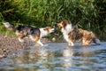 Two Dogs standing on the riverside from a lake, pack behavior, r Royalty Free Stock Photo