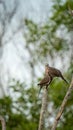 Two Spotted Doves Perched on Tree Branch in Soft Natural Forest Background Royalty Free Stock Photo