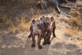 Two Spotted Hyena Cub with Mum