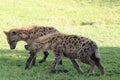 Two spotted hyenas fighting in the frican savannah.