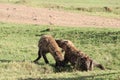 Two spotted hyenas fighting in the frican savannah.