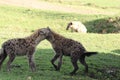 Two spotted hyenas fighting in the frican savannah.