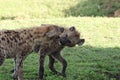 Two spotted hyenas fighting in the frican savannah.