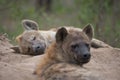 Two spotted hyenas resting at the entrance to their den.