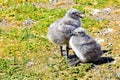 Two Spotted Kelp Gull Chicks