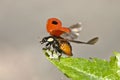 Two-Spotted Lady Beetle Royalty Free Stock Photo