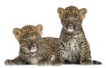 Two Spotted Leopard cubs lying down and sitting - Panthera pardus, 7 weeks old Royalty Free Stock Photo