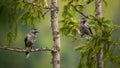Two spotted nutcrackers sitting on treetop in summer Royalty Free Stock Photo