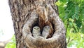 Two Spotted owlets Royalty Free Stock Photo