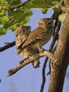 Two Spotted Owlets Royalty Free Stock Photo