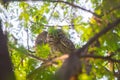Two Spotted Owlets Royalty Free Stock Photo