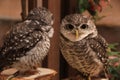 Two spotted owlets perched on wooden stumps. Royalty Free Stock Photo