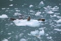 Two spotted seals laying on an iceberg