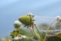 Two spotted spider mite webbing Royalty Free Stock Photo