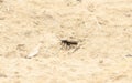 Two-spotted Spider Wasp Episyron biguttatus Hunting on a Sandy Lake Bottom