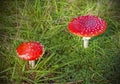 Two spotted toadstools on grass and moss Royalty Free Stock Photo