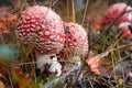 Two spotted toadstools in the woods grows Royalty Free Stock Photo