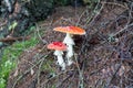 Two spotted toadstools in the woods