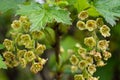Two sprigs of blooming blackcurrant Royalty Free Stock Photo