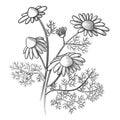 two sprigs of chamomile with flowers and leaves graphic sketch isolated