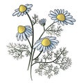 two sprigs of chamomile with flowers and leaves graphic sketch isolated