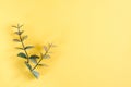 Two sprigs of eucalyptus on a yellow background. Natural mockup. Top view