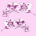 Two sprigs of flowering orchids on a pink background