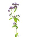 Two sprigs of flowering Oregano Origanum vulgare isolated on a white background. Selective focus