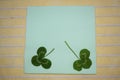 Two sprigs of green clover leaves on a light green background, Patrick day