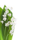 Two sprigs of Lily of the Valley with green leaves isolated on white background. Selective focus Royalty Free Stock Photo