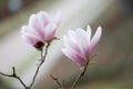 Two sprigs of magnolia flowers over blurred green-brown background Royalty Free Stock Photo