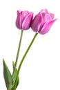 Two spring flowers. Tulips isolated on white. Royalty Free Stock Photo