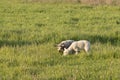 Two Spring Lambs Grazing Royalty Free Stock Photo