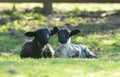 Two spring lambs lazing in the sun at Edale in Yorkshire Royalty Free Stock Photo