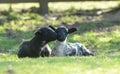 Two spring lambs lazing in the sun at Edale in Yorkshire Royalty Free Stock Photo